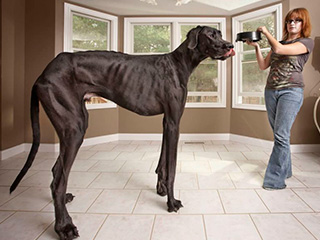 El perro más grande del mundo en el Guinnes