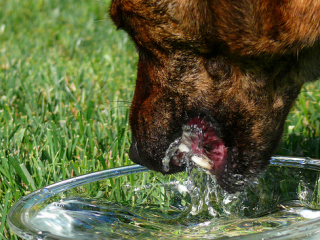 La importancia del agua en los perros
