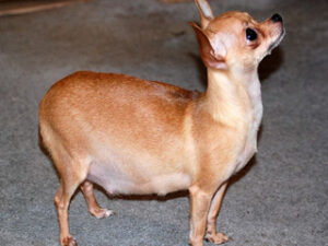 Embarazo psicológico