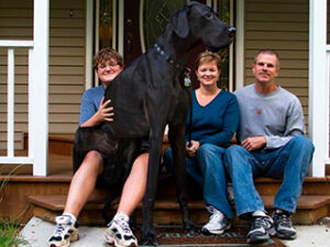 El perro más grande del mundo en el Guinnes