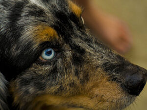 Problemas de ojos en los perros
