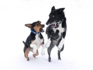 Un dueño agresivo genera un perro agresivo