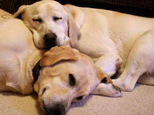 Características del Labrador Retriever