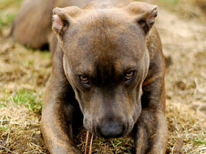 Sobre el American Pit Bull Terrier