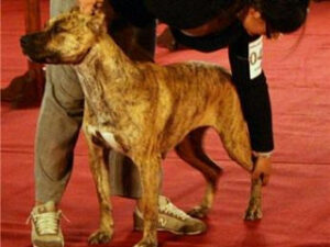 Criadero Del Guruyú (Cimarrón Uruguayo)