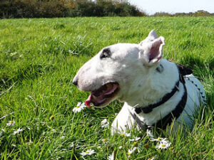 Sobre el Bull Terrier Inglés