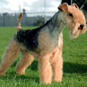 Lakeland Terrier