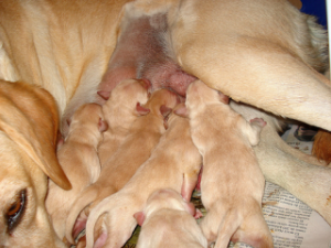 Perros: Maternidad