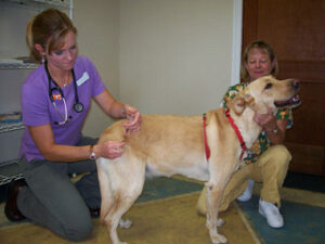 La vacunación del perro y su calendario