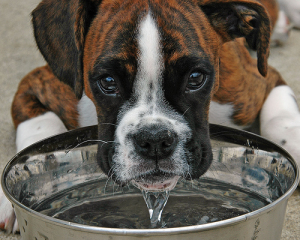 Alimentación de cachorros