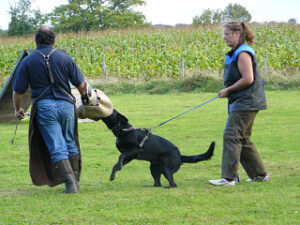 Perros entrenados, Perros asesinos?