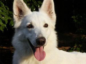 Criadero Blancos del Sur (Pastor Blanco Suizo)