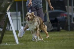 ¿Qué es el Agility?