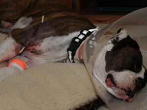 Perros: Que hacer en caso de accidentes