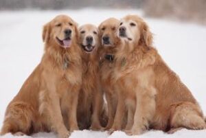 Los perros sienten envidia