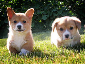 Test de Campbell para perros