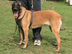 Criadero Le Chien Rouge (Pastor Belga)