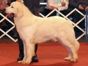 Criadero Alditeran (Pastores Polacos de Podhale)