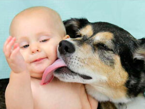 Deberíamos evitar que el perro nos lama la cara