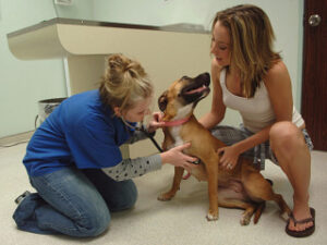 Alertan por la gripe canina