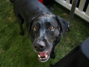 El envejecimiento de nuestro perro