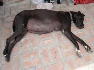 Perros: Cuidados durante el embarazo