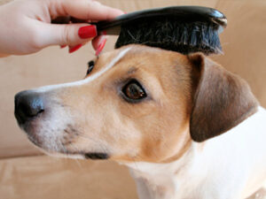 Cepillado del pelo de nuestro perro