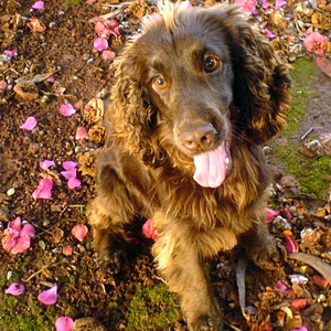 Field Spaniel