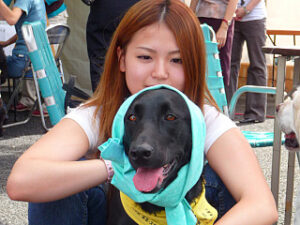 Donaciones de sangre caninas