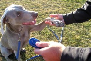 Adiestramiento con clicker