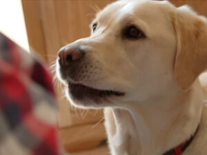 Perros detectores de diabetes