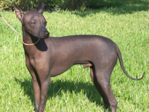 Sobre el Perro sin pelo del Perú