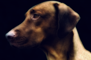 Derechos de los Animales