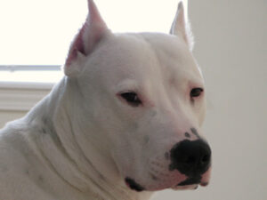 Historia del Dogo Argentino