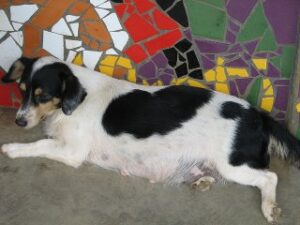 Embarazo o preñez de nuestra perra