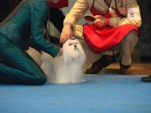 Criadero Del Pequeño Paraiso (Malteses)