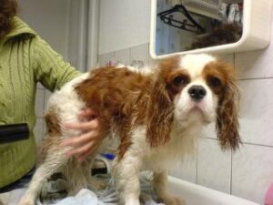 El shampoo del perro según el pelaje