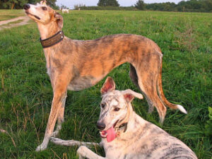 Historia del Galgo Español