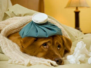 Enfermedades infecciosas en los perros