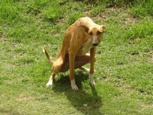 Heces Caninas: Estética o Seguridad