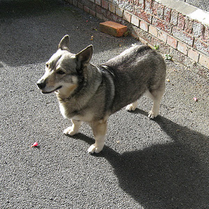 Perro de los Visigodos