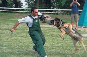 Pastores Alemanes en busca de la perfección