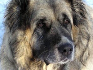 Pastor del Cáucaso: Datos sobre la raza