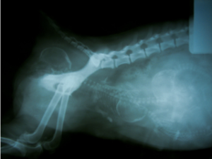 Perros: Cuidados Neonatales