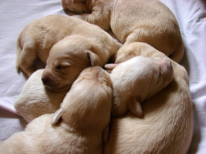 Perros: El ciclo reproductivo