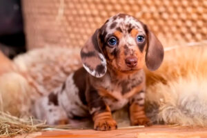 Dachshund: el perro salchicha que conquistó hogares y pasarelas