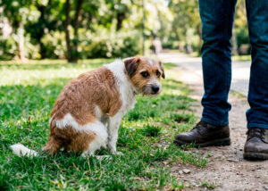 ¿Por qué tu perro te mira fijamente cuando hace sus necesidades?